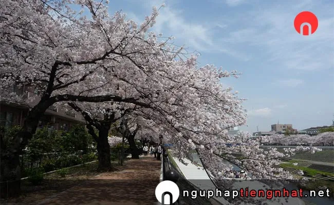 Những địa điểm ngắm hoa anh đào ở kanagawa - 八塩いこいの森
