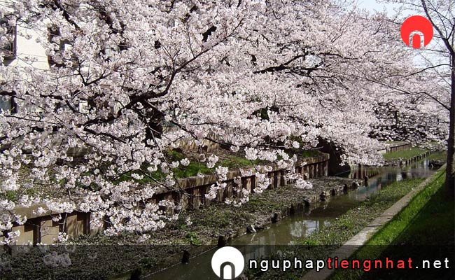 Những địa điểm ngắm hoa anh đào ở kanagawa - 元住吉渋川沿い