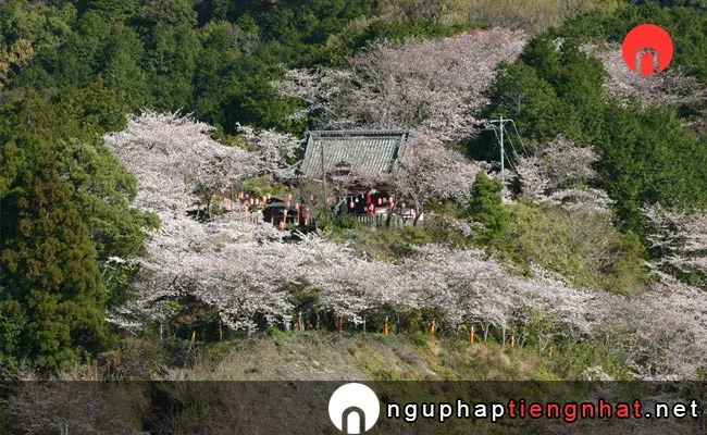 Những địa điểm ngắm hoa anh đào ở kochi - 宿毛天満宮