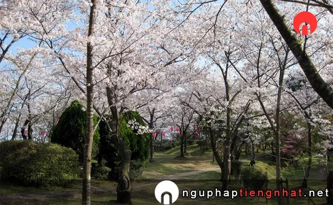 Những địa điểm ngắm hoa anh đào ở kochi - 為松公園