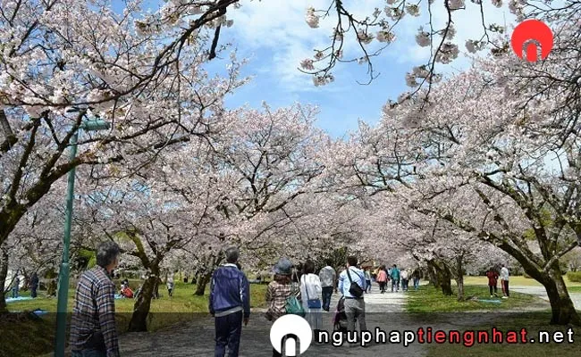 Những địa điểm ngắm hoa anh đào ở kochi - 鏡野公園