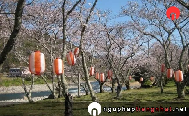 Những địa điểm ngắm hoa anh đào ở kochi - 鮎乃瀬公園