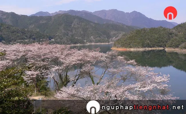 Những địa điểm ngắm hoa anh đào ở kochi - 早明浦ダム周辺
