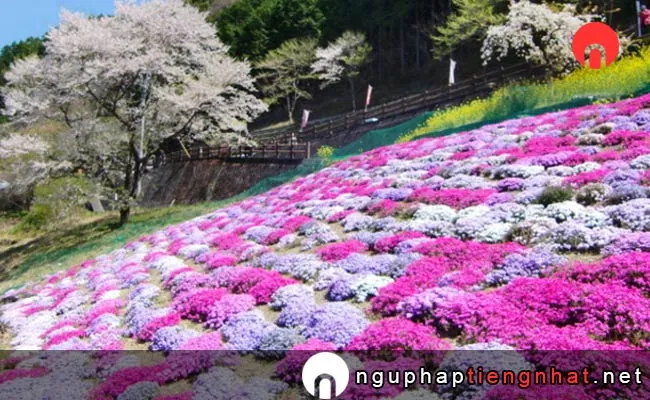 Những địa điểm ngắm hoa anh đào ở kochi - ひょうたん桜公園