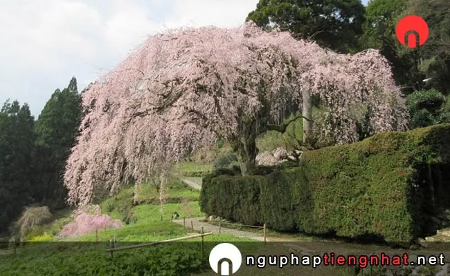 Những địa điểm ngắm hoa anh đào ở kochi - 中越家のしだれ桜