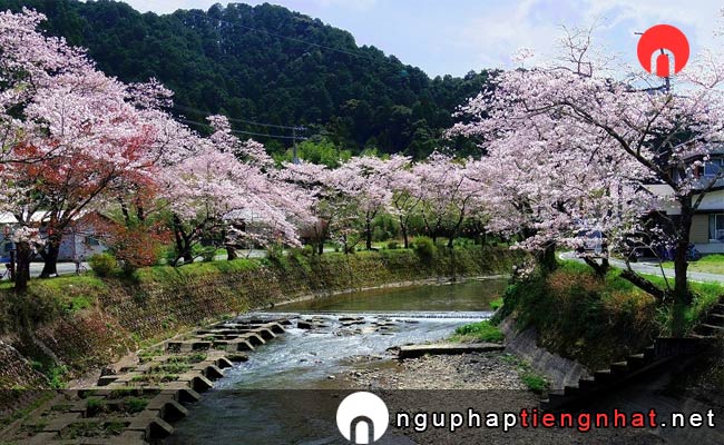 Những địa điểm ngắm hoa anh đào ở kochi - 久礼大坂谷川沿いの桜