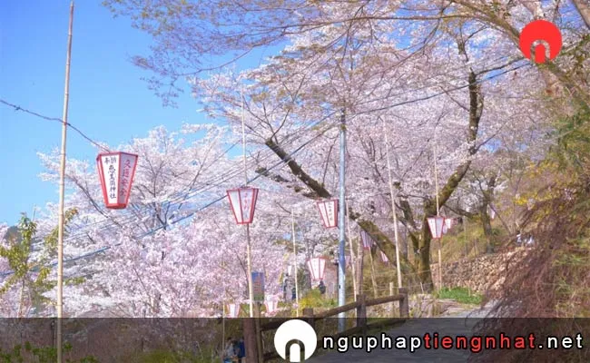 Những địa điểm ngắm hoa anh đào ở kochi - 牧野公園