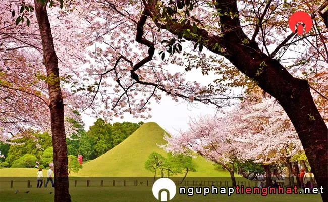 Những địa điểm ngắm hoa anh đào ở kumamoto - 水前寺成趣園