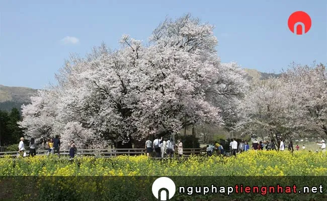 Những địa điểm ngắm hoa anh đào ở kumamoto - 一心行の大桜