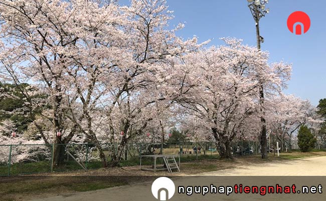 Những địa điểm ngắm hoa anh đào ở kumamoto - 桜ヶ丘グラウンド