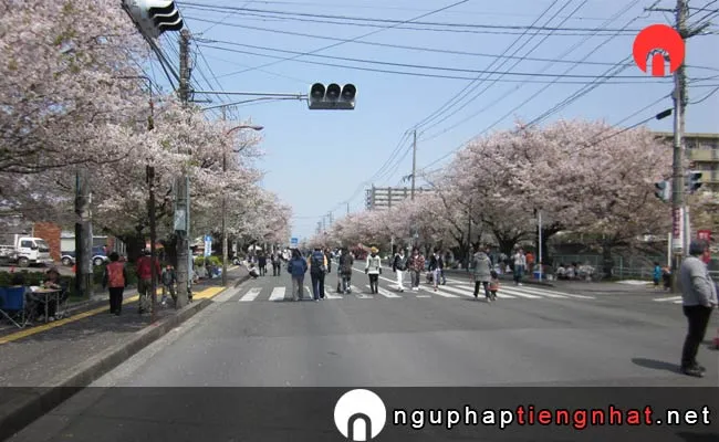 Những địa điểm ngắm hoa anh đào ở kumamoto - 健軍自衛隊通り