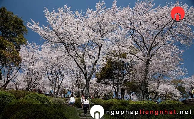 Những địa điểm ngắm hoa anh đào ở kumamoto - 田原坂公園