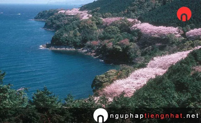 Những địa điểm ngắm hoa anh đào ở kumamoto - 湯の児チェリーライン