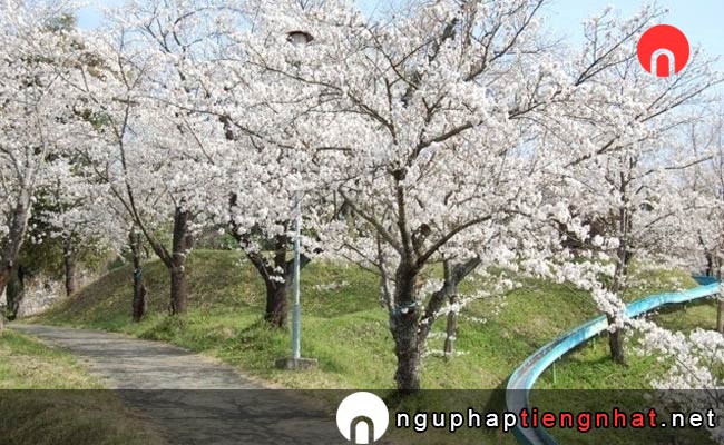 Những địa điểm ngắm hoa anh đào ở kumamoto - 蛇ヶ谷公園