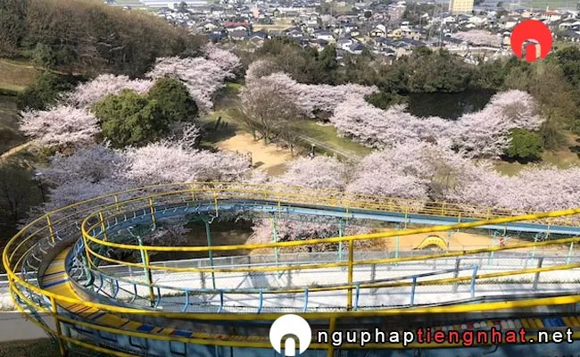 Những địa điểm ngắm hoa anh đào ở kumamoto - 岡岳公園