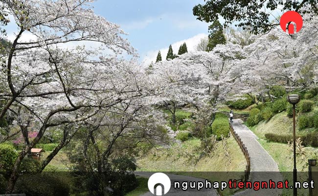 Những địa điểm ngắm hoa anh đào ở kumamoto - 大津山公園