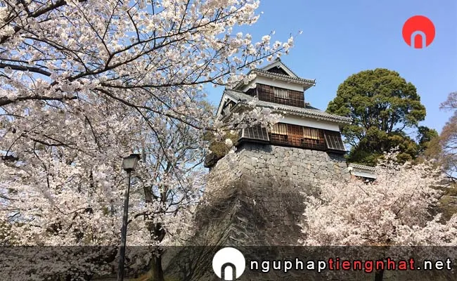 Những địa điểm ngắm hoa anh đào ở kumamoto - 熊本城