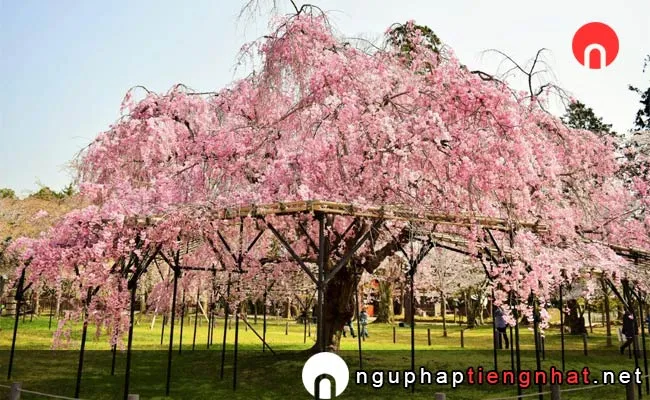 Những địa điểm ngắm hoa anh đào ở kyoto - 上賀茂神社