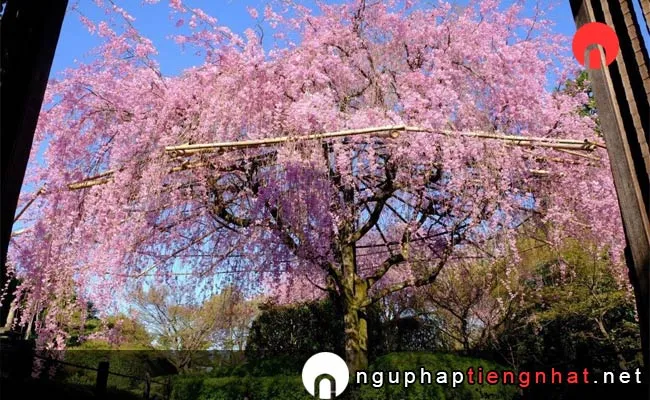 Những địa điểm ngắm hoa anh đào ở kyoto - 退蔵院(妙心寺山内)の桜