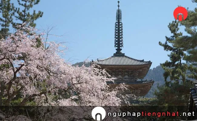 Những địa điểm ngắm hoa anh đào ở kyoto - 醍醐寺の桜