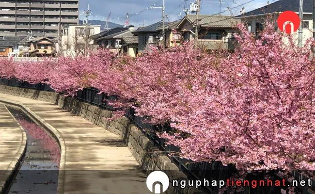 Những địa điểm ngắm hoa anh đào ở kyoto - 淀水路