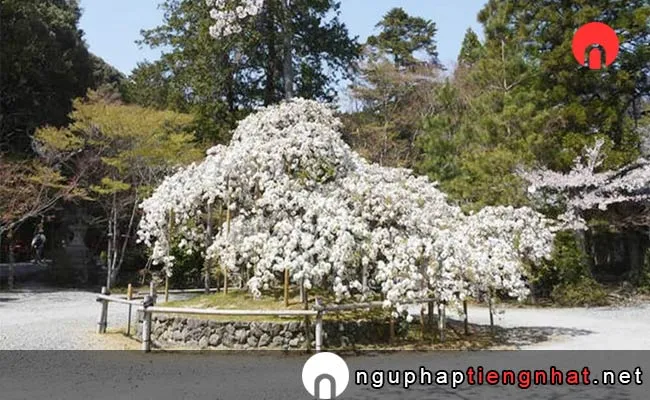 Những địa điểm ngắm hoa anh đào ở kyoto - 大原野神社