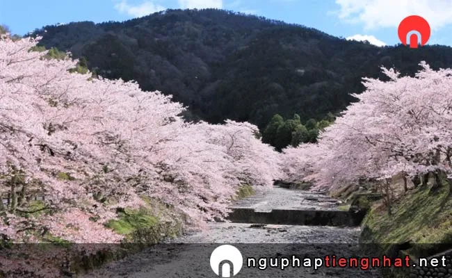 Những địa điểm ngắm hoa anh đào ở kyoto - 和らぎの道