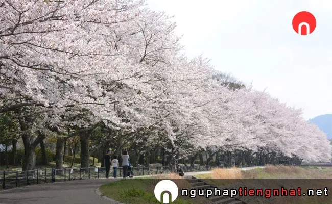 Những địa điểm ngắm hoa anh đào ở kyoto - 亀岡運動公園