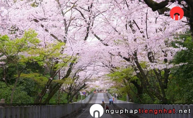 Những địa điểm ngắm hoa anh đào ở kyoto - 向日神社