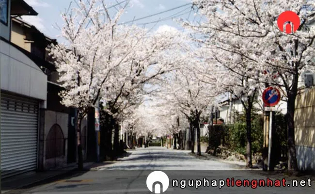 Những địa điểm ngắm hoa anh đào ở kyoto - 噴水公園