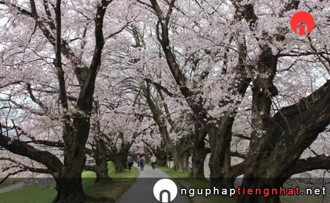 Những địa điểm ngắm hoa anh đào ở kyoto - 淀川河川公園