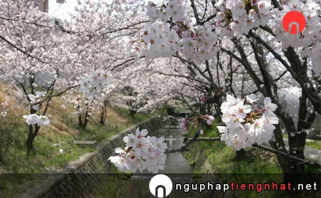 Những địa điểm ngắm hoa anh đào ở kyoto - 虚空蔵谷川