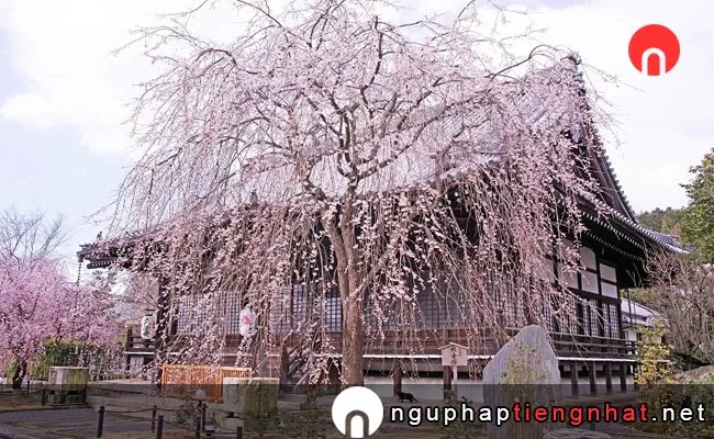 Những địa điểm ngắm hoa anh đào ở kyoto - 上品蓮台寺
