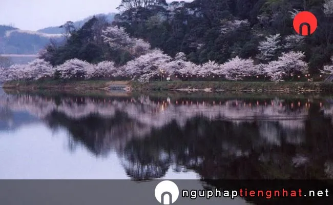 Những địa điểm ngắm hoa anh đào ở kyoto - 離湖公園