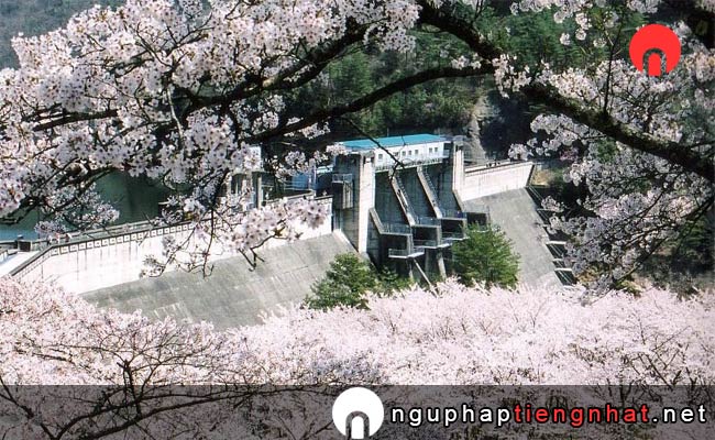 Những địa điểm ngắm hoa anh đào ở kyoto - 大野ダム公園