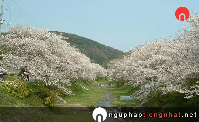 Những địa điểm ngắm hoa anh đào ở kyoto - 玉川の桜