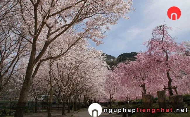 Những địa điểm ngắm hoa anh đào ở kyoto - 笠置キャンプ場