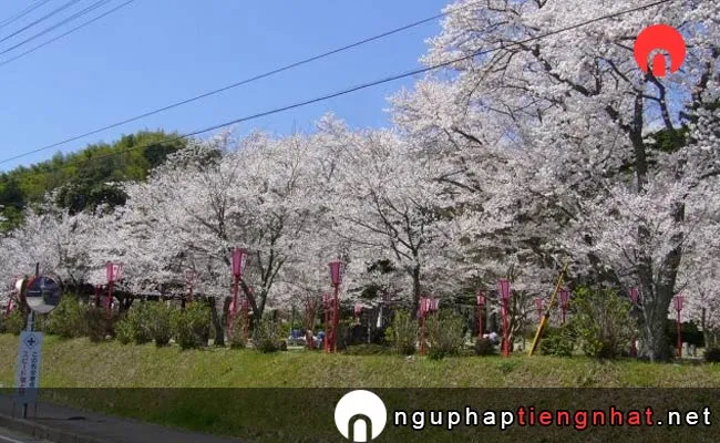 Những địa điểm ngắm hoa anh đào ở kyoto - 板列公園