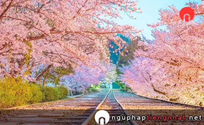 Những địa điểm ngắm hoa anh đào ở kyoto - 蹴上インクライン