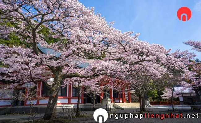 Những địa điểm ngắm hoa anh đào ở kyoto - 鞍馬寺