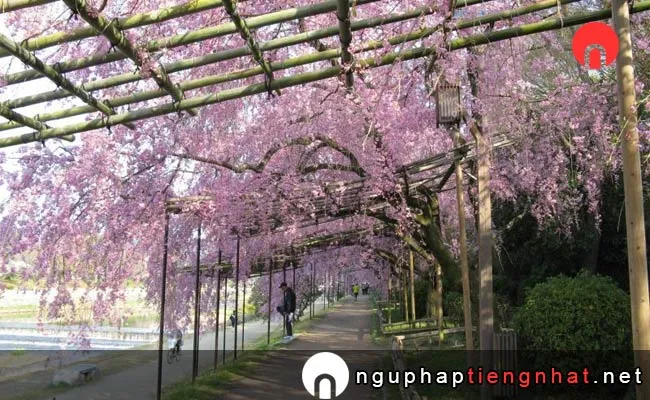 Những địa điểm ngắm hoa anh đào ở kyoto - 鴨川公園(半木の道)の紅枝垂れ桜