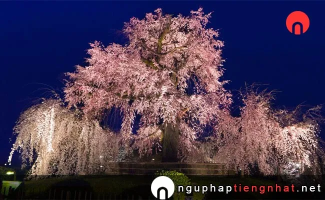 Những địa điểm ngắm hoa anh đào ở kyoto - 円山公園