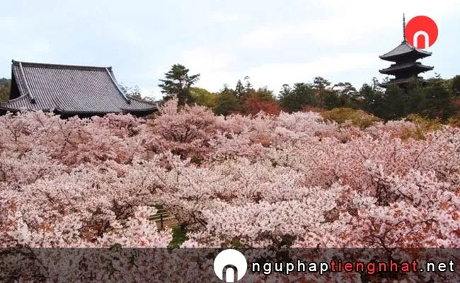 Những địa điểm ngắm hoa anh đào ở kyoto - 御室(仁和寺)