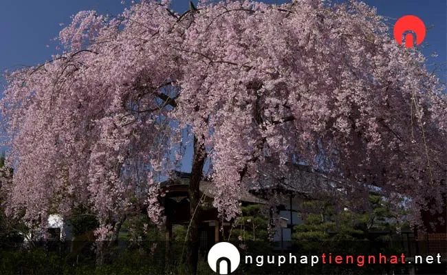 Những địa điểm ngắm hoa anh đào ở kyoto - 法金剛院