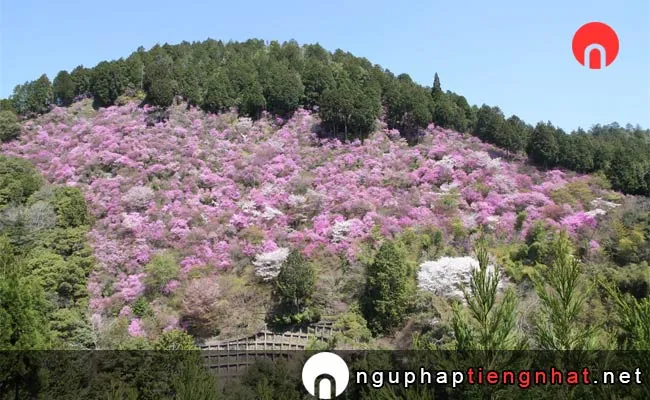 Những địa điểm ngắm hoa anh đào ở kyoto - 高雄・三尾一帯