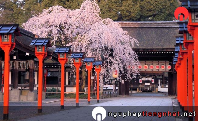 Những địa điểm ngắm hoa anh đào ở kyoto - 平野神社