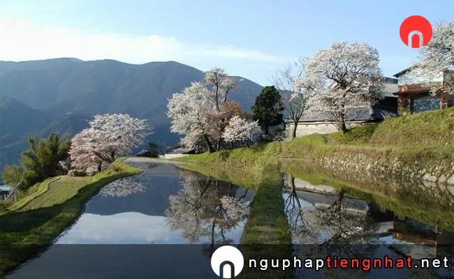 Những địa điểm ngắm hoa anh đào ở mie - 三多気の桜