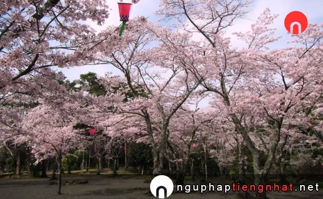 Những địa điểm ngắm hoa anh đào ở mie - 大滝峡自然公園