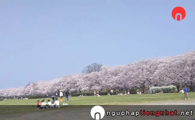 Những địa điểm ngắm hoa anh đào ở mie - 宮川堤