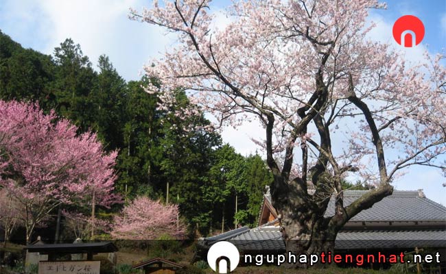 Những địa điểm ngắm hoa anh đào ở mie - 春谷寺エドヒガンザクラ